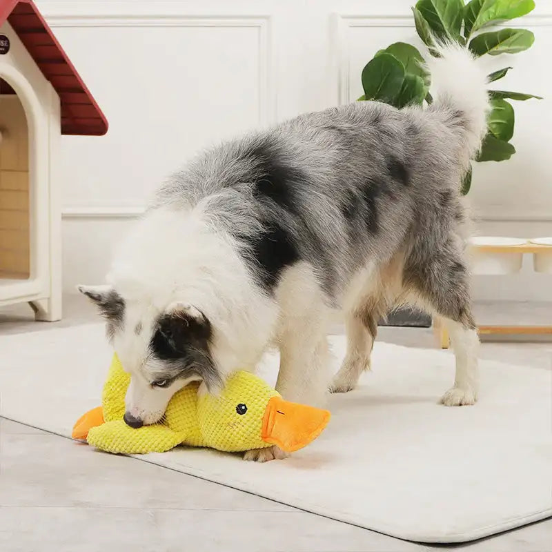 Happy Duck Chew Toy